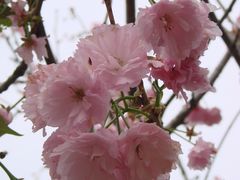 樱花-天适樱花悠乐园