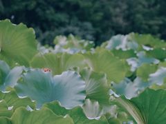 -龙头寺公园