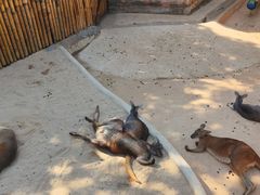 -深圳野生动物园