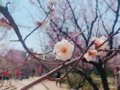 -南京古林公园