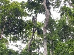 -西双版纳原始森林公园