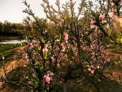 -大兴滨河森林公园