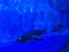 -芜湖新华联大白鲸海洋公园