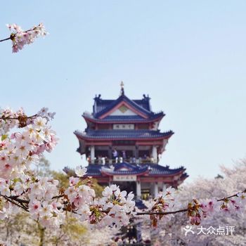 3.25 无锡鼋头渚樱花~满开~