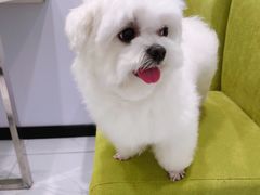 -艾吉宠物医院·疑难杂症转诊中心·猫友好(碧江路院)