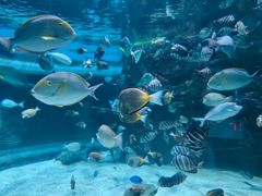 -海合安成都极地海洋公园