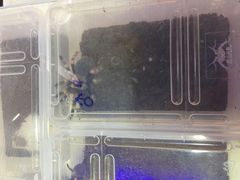 -上海大自然野生昆虫馆(东方明珠·爬宠昆虫探索中心)