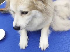 -PETKIT 小佩宠物·低压洗护·美容·寄养(安远店)