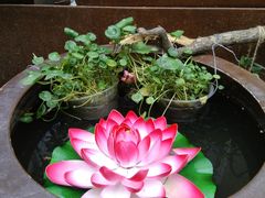 -甜阿姨·天台花园私房菜(万松园店)