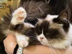 -猫色咖啡·猫咖