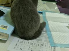 -瑞鹏宠物医院·爱宠堂·骨外专科(西荷分院)