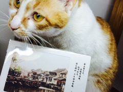 -猫的天空之城概念书店(西塘古镇店)