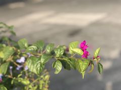 -中央公园(苏州工业园区)
