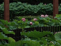 -陈家山荷花公园