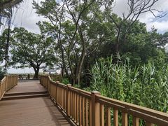 -大湾区中央湿地公园