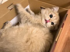 -猫大福·Fortune Cat猫舍(百子湾店)