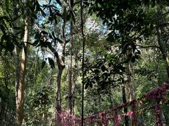 -西双版纳原始森林公园