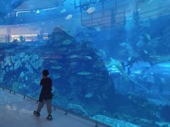 -迪拜水族馆及水下动物园