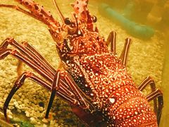 龙虾-Isla Sugbu Seafood City