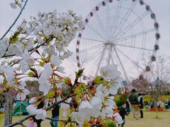 -顾村公园3号门停车场