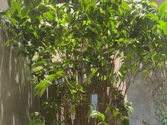 -森SPA·泰式按摩·精油Massage(宝安中心店)