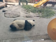 -石家庄市动物园