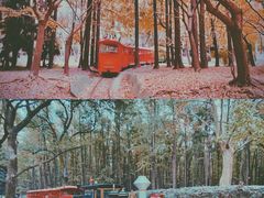 -上海共青森林公园