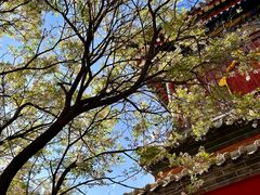 -五台山风景名胜区-罗睺寺