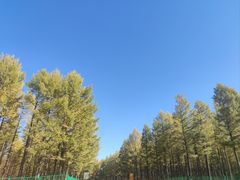 -塞罕坝国家级自然保护区