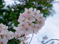 -高东镇樱花园