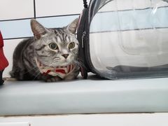 -中农国际动物医院24小时·猫科·骨科·急重症中心