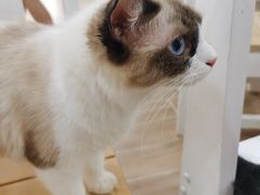 -李小姐の猫咖啡馆(五角场店)