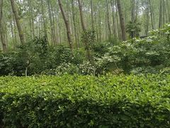 -合肥滨湖国家森林公园