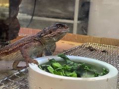 -酷以爬仙阁实体爬宠店·守宫·蜥蜴·专业繁育