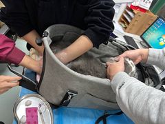 -瑞派·关忠动物医院·猫专科·犬专科(三环新城店)