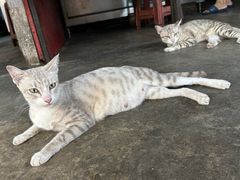 -兰坡海鲜市场
