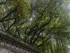 -上海醉白池公园