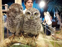 -清迈夜间动物园