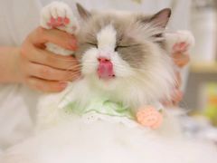 -momokira米努特·德文卷毛猫·棉花面纱犬