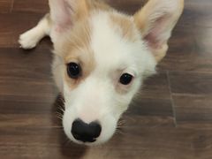 -柯斗斗主题餐厅·狗咖·围炉煮茶·茶饮(国瑞升平里店)