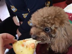 -百好乐宠物友好餐厅(朝外大街店)