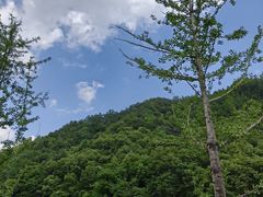 -牛背梁国家森林公园