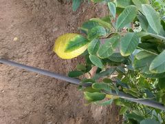 -兰陵国家农业公园