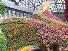 -花之城