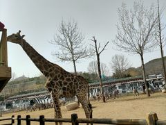 -大连森林动物园