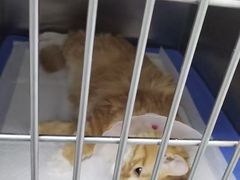 -中农国际动物医院24小时·猫科·骨科·急重症中心