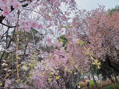 -西安青龙寺遗址景区