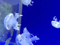 -厦门海底世界
