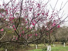 -上海海湾国家森林公园