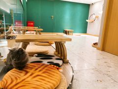 -飞行喵MR PILOT|猫舍·猫咖(静安大融城店)